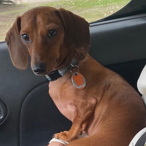 Meet your Posher, Doxie